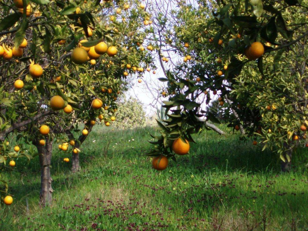Quinta Mimosa Hotel Loulé Szoba fotó